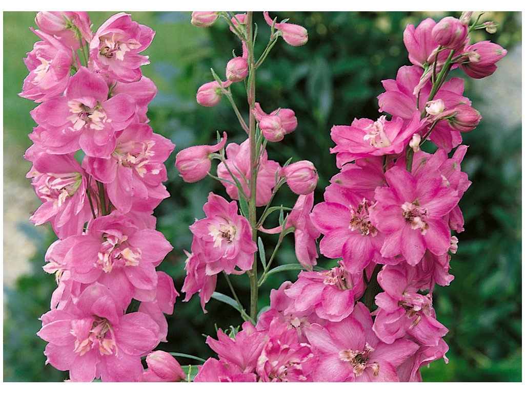 Stračonôžka (Delphinium) ´ASTOLAT´